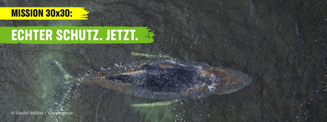 Gestrandeter Wal in der Ostsee