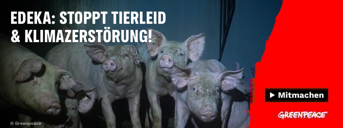 Schweine unter Bedingungen der Billigfleischhaltung